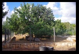 Pafos Zoo -30-05-2017 - Bogdan Balaban